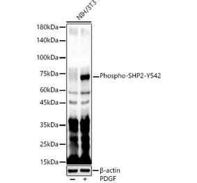 Western Blot - Anti-SHP2 (phospho Tyr542) Antibody (A16556) - Antibodies.com