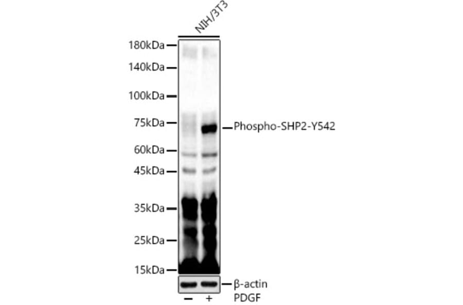 Western Blot - Anti-SHP2 (phospho Tyr542) Antibody (A16556) - Antibodies.com