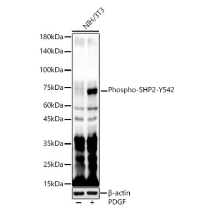 Western Blot - Anti-SHP2 (phospho Tyr542) Antibody (A16556) - Antibodies.com