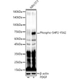 Western Blot - Anti-SHP2 (phospho Tyr542) Antibody (A16556) - Antibodies.com