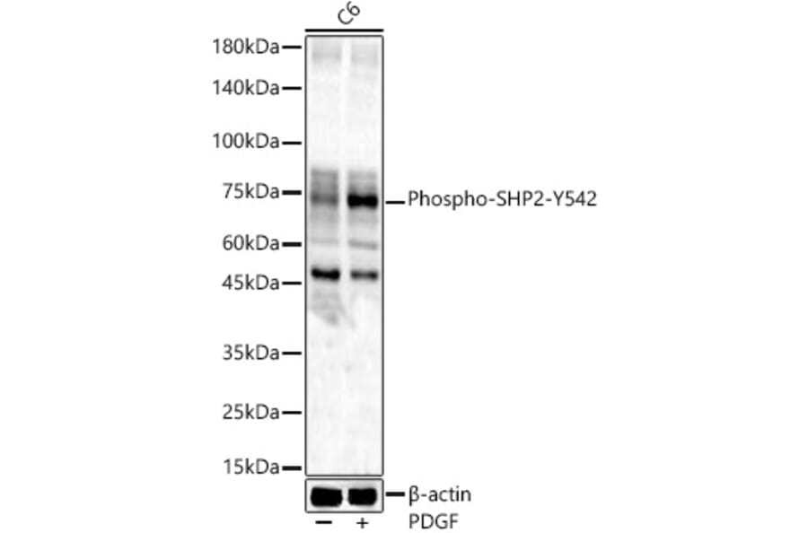 Western Blot - Anti-SHP2 (phospho Tyr542) Antibody (A16556) - Antibodies.com