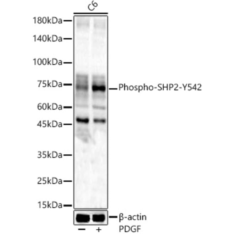 Western Blot - Anti-SHP2 (phospho Tyr542) Antibody (A16556) - Antibodies.com