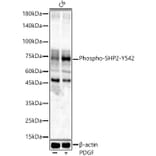 Western Blot - Anti-SHP2 (phospho Tyr542) Antibody (A16556) - Antibodies.com