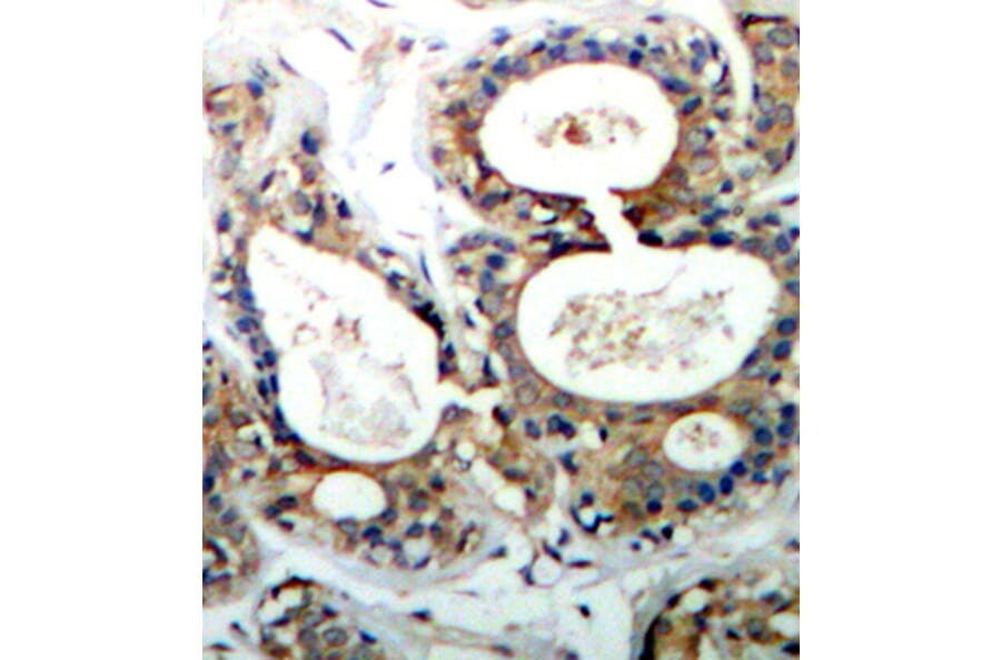 Immunohistochemistry - Anti-SHP2 (phospho Tyr542) Antibody (A16556) - Antibodies.com
