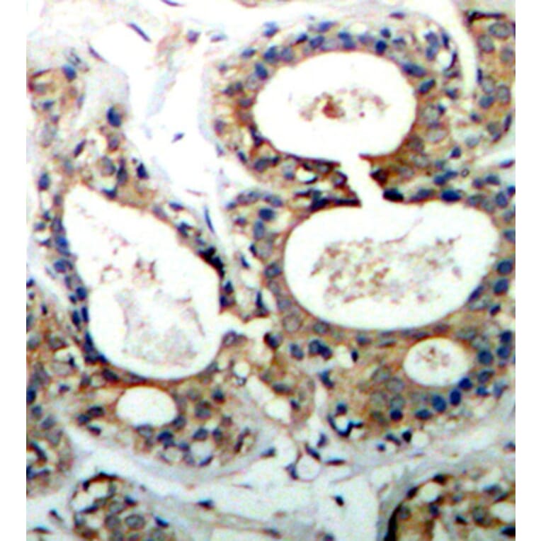 Immunohistochemistry - Anti-SHP2 (phospho Tyr542) Antibody (A16556) - Antibodies.com