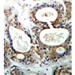 Immunohistochemistry - Anti-SHP2 (phospho Tyr542) Antibody (A16556) - Antibodies.com
