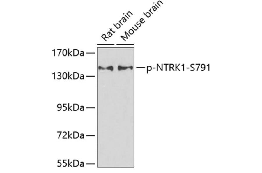 Western Blot - Anti-NTRK1 (phospho S791) Antibody (AP0272) - Antibodies.com