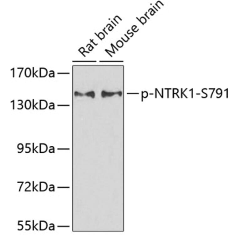 Western Blot - Anti-NTRK1 (phospho S791) Antibody (AP0272) - Antibodies.com