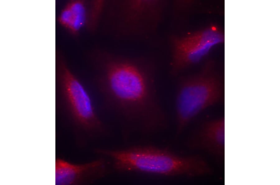 Immunofluorescence - Anti-NTRK1 (phospho S791) Antibody (AP0272) - Antibodies.com