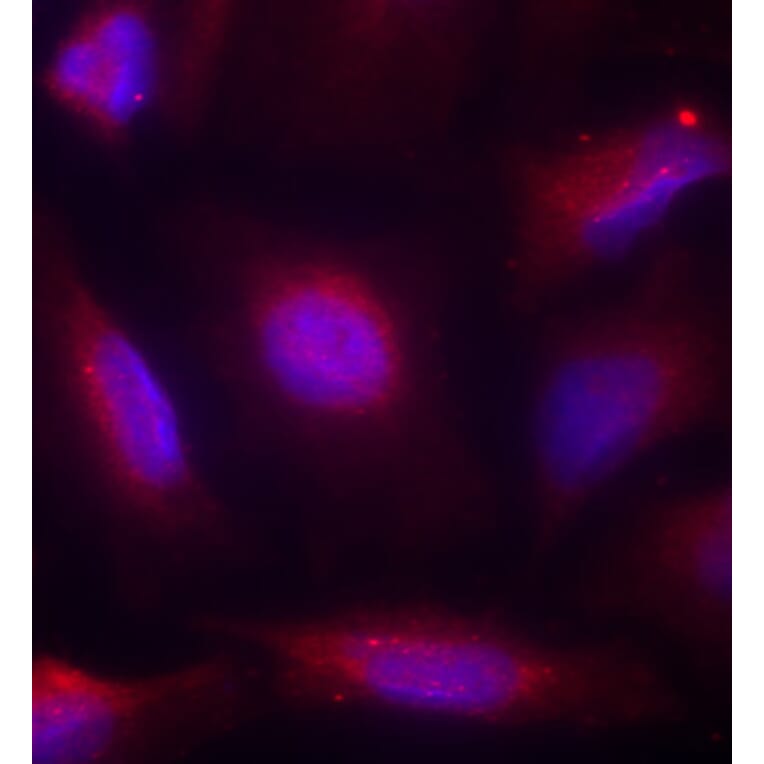 Immunofluorescence - Anti-NTRK1 (phospho S791) Antibody (AP0272) - Antibodies.com