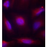 Immunofluorescence - Anti-NTRK1 (phospho S791) Antibody (AP0272) - Antibodies.com