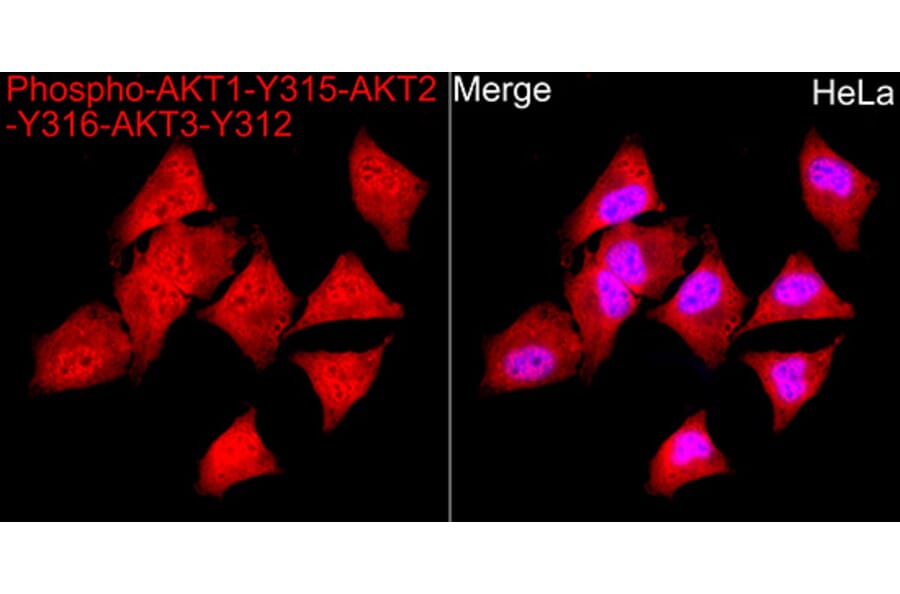Immunofluorescence - Anti-AKT1 (Phospho Y315) Antibody (A16561) - Antibodies.com