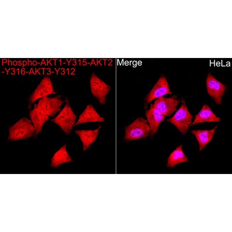 Immunofluorescence - Anti-AKT1 (Phospho Y315) Antibody (A16561) - Antibodies.com