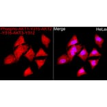 Immunofluorescence - Anti-AKT1 (Phospho Y315) Antibody (A16561) - Antibodies.com