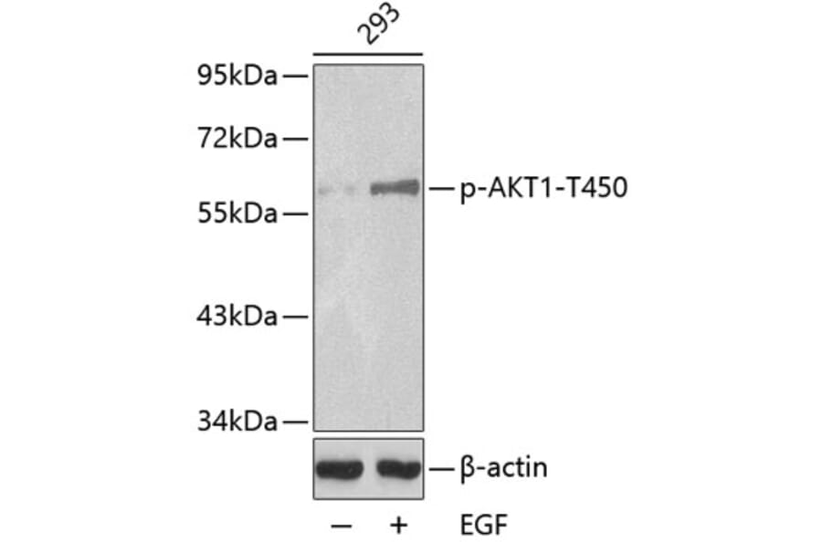 Western Blot - Anti-AKT1 (phospho T450) Antibody (AP0275) - Antibodies.com