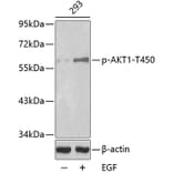 Western Blot - Anti-AKT1 (phospho T450) Antibody (AP0275) - Antibodies.com
