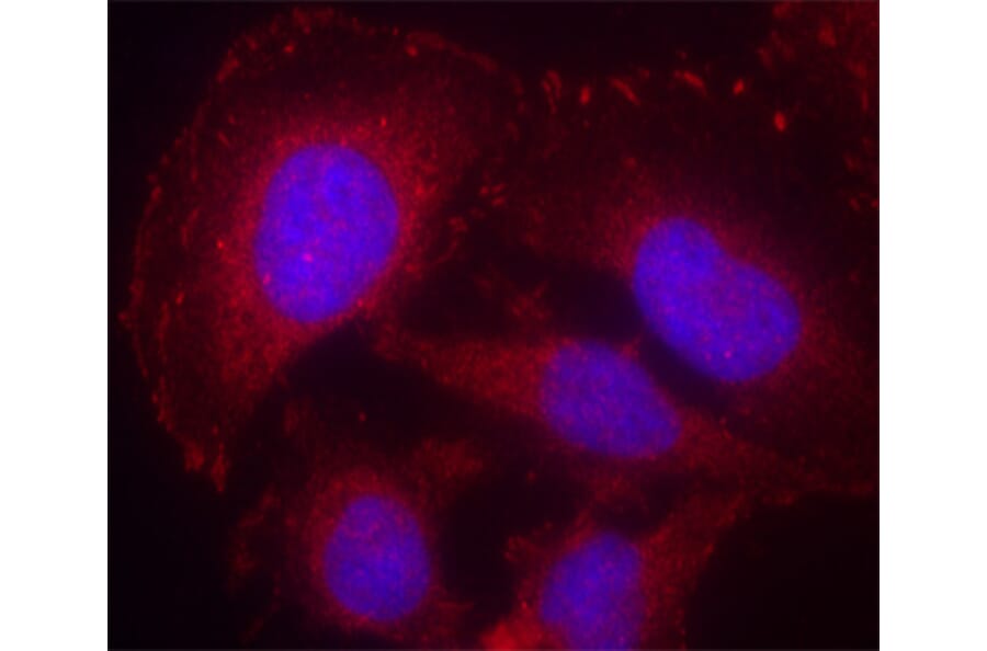 Immunofluorescence - Anti-PLCG1 (phospho Y771) Antibody (AP0281) - Antibodies.com