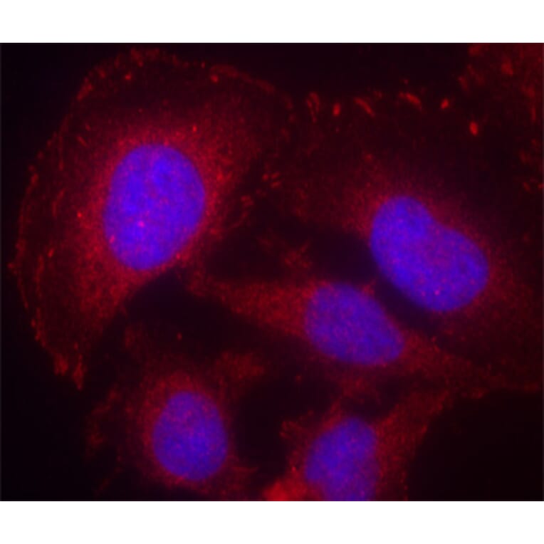 Immunofluorescence - Anti-PLCG1 (phospho Y771) Antibody (AP0281) - Antibodies.com