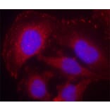 Immunofluorescence - Anti-PLCG1 (phospho Y771) Antibody (AP0281) - Antibodies.com