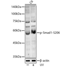Western Blot - Anti-Smad1 (phospho Ser206) Antibody (A16566) - Antibodies.com