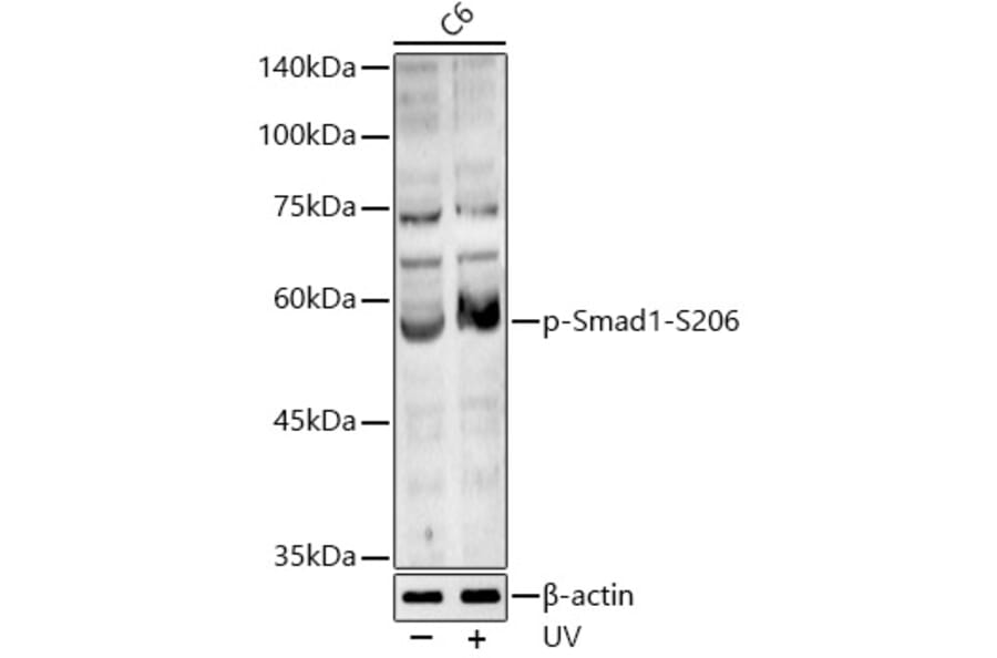 Western Blot - Anti-Smad1 (phospho Ser206) Antibody (A16566) - Antibodies.com