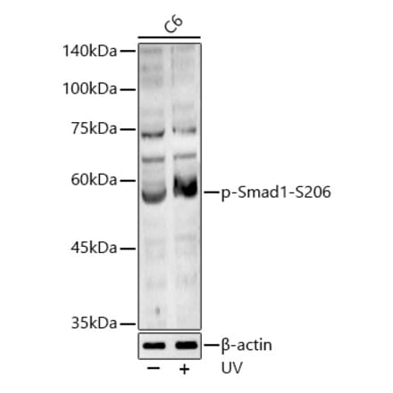 Western Blot - Anti-Smad1 (phospho Ser206) Antibody (A16566) - Antibodies.com