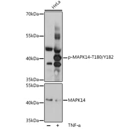 Western Blot - Anti-MAPK14 (Phospho T180/Y182) Antibody (A16568) - Antibodies.com