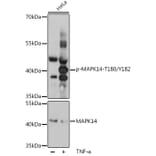 Western Blot - Anti-MAPK14 (Phospho T180/Y182) Antibody (A16568) - Antibodies.com