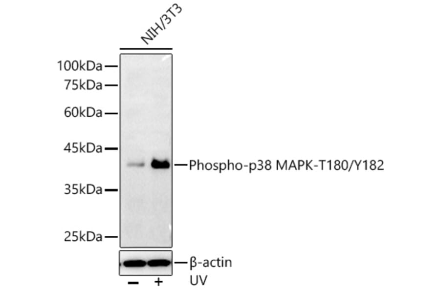 Western Blot - Anti-MAPK14 (Phospho T180/Y182) Antibody (A16568) - Antibodies.com
