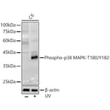 Western Blot - Anti-MAPK14 (Phospho T180/Y182) Antibody (A16568) - Antibodies.com