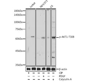 Western Blot - Anti-AKT1 (phospho Thr308) Antibody (A16569) - Antibodies.com