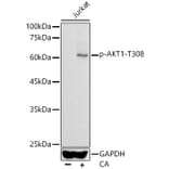 Western Blot - Anti-AKT1 (phospho Thr308) Antibody (A16569) - Antibodies.com