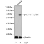 Western Blot - Anti-ATF2 (phospho T73 + T55) Antibody (AP0308) - Antibodies.com
