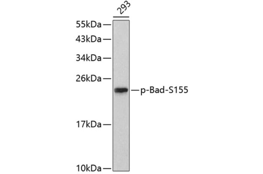 Western Blot - Anti-Bad (phospho S155) Antibody (AP0312) - Antibodies.com
