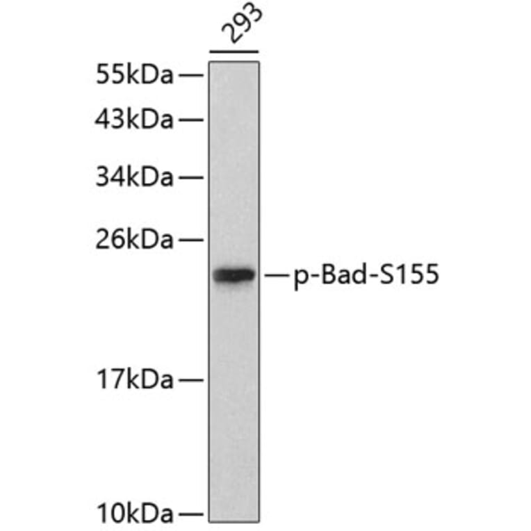 Western Blot - Anti-Bad (phospho S155) Antibody (AP0312) - Antibodies.com
