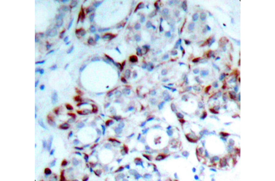 Immunohistochemistry - Anti-BCL2L11 (phospho S69) Antibody (AP0313) - Antibodies.com