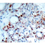 Immunohistochemistry - Anti-BCL2L11 (phospho S69) Antibody (AP0313) - Antibodies.com