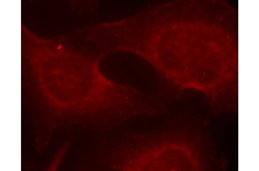 Immunofluorescence - Anti-BCL2L11 (phospho S69) Antibody (AP0313) - Antibodies.com
