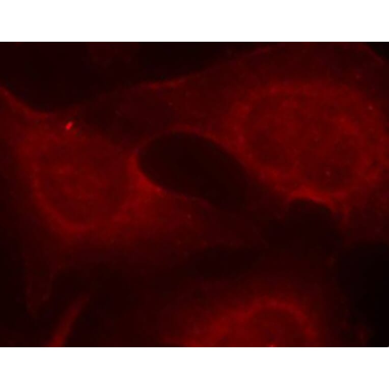 Immunofluorescence - Anti-BCL2L11 (phospho S69) Antibody (AP0313) - Antibodies.com