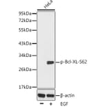 Western Blot - Anti-Bcl-XL (phospho Ser62) Antibody (A16574) - Antibodies.com