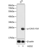 Western Blot - Anti-CAV1 (phospho Y14) Antibody (AP0320) - Antibodies.com
