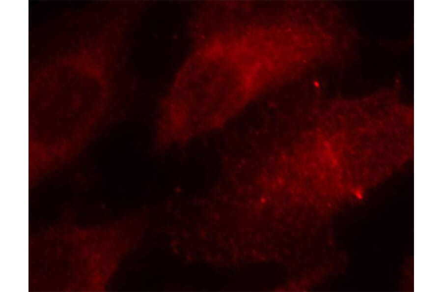Immunofluorescence - Anti-CAV1 (phospho Y14) Antibody (AP0320) - Antibodies.com