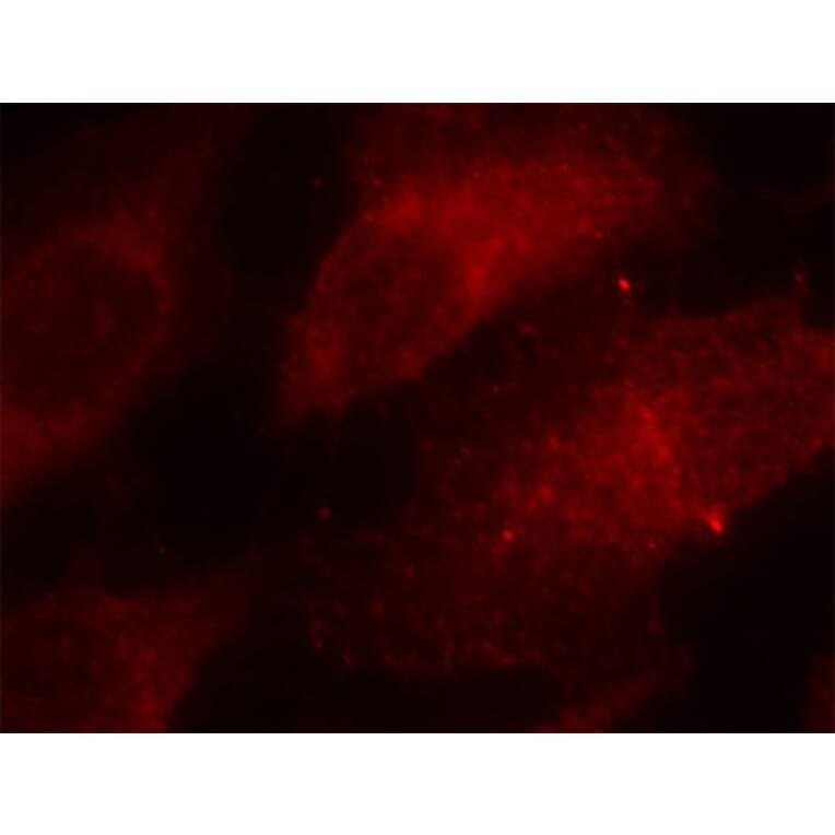 Immunofluorescence - Anti-CAV1 (phospho Y14) Antibody (AP0320) - Antibodies.com