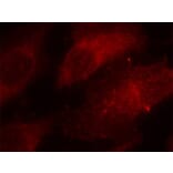 Immunofluorescence - Anti-CAV1 (phospho Y14) Antibody (AP0320) - Antibodies.com