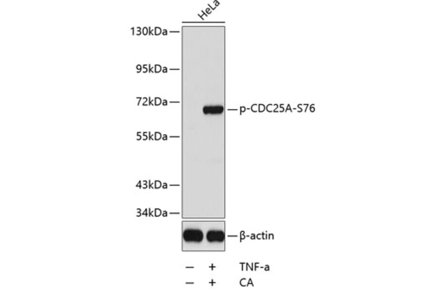Western Blot - Anti-CDC25A (phospho S76) Antibody (AP0321) - Antibodies.com