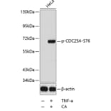 Western Blot - Anti-CDC25A (phospho S76) Antibody (AP0321) - Antibodies.com