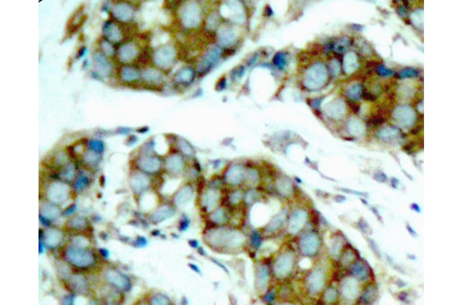 Immunohistochemistry - Anti-CDC25A (phospho S76) Antibody (AP0321) - Antibodies.com