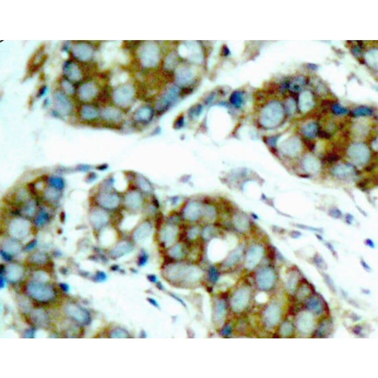 Immunohistochemistry - Anti-CDC25A (phospho S76) Antibody (AP0321) - Antibodies.com