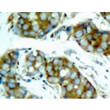 Immunohistochemistry - Anti-CDC25A (phospho S76) Antibody (AP0321) - Antibodies.com