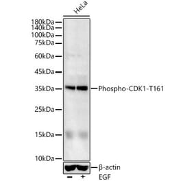 Western Blot - Anti-CDK1 (phospho Thr161) Antibody (A16578) - Antibodies.com